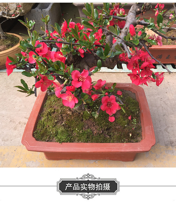 梅花秋冬花卉龙游梅海棠花