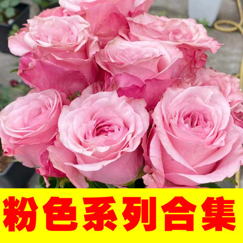 粉红色粉蓝色花玫瑰大合集】