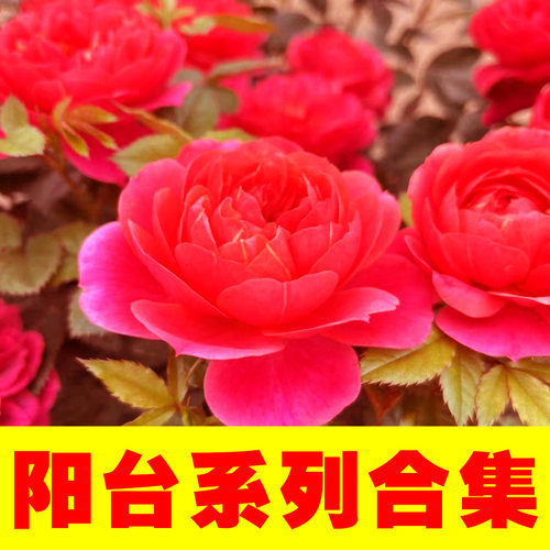 阳台月季苗大合集】三加仑
