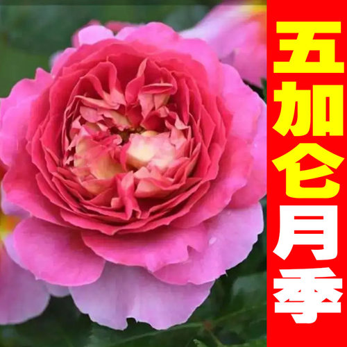 五加仑大苗】切花灌木大合集