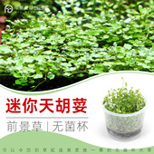 无菌杯水草迷你天胡荽天湖葵铜钱草鱼缸草造景前景新手水下叶