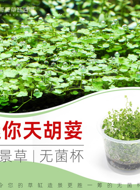 无菌杯水草迷你天胡荽天湖葵铜钱草鱼缸草造景前景新手水下叶