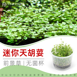 无菌杯水草迷你天胡荽天湖葵铜钱草鱼缸草造景前景新手水下叶