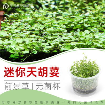 迷你天胡荽/无菌杯水草3送1杯