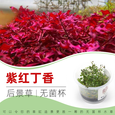 紫红丁香无菌杯水草3杯送1杯