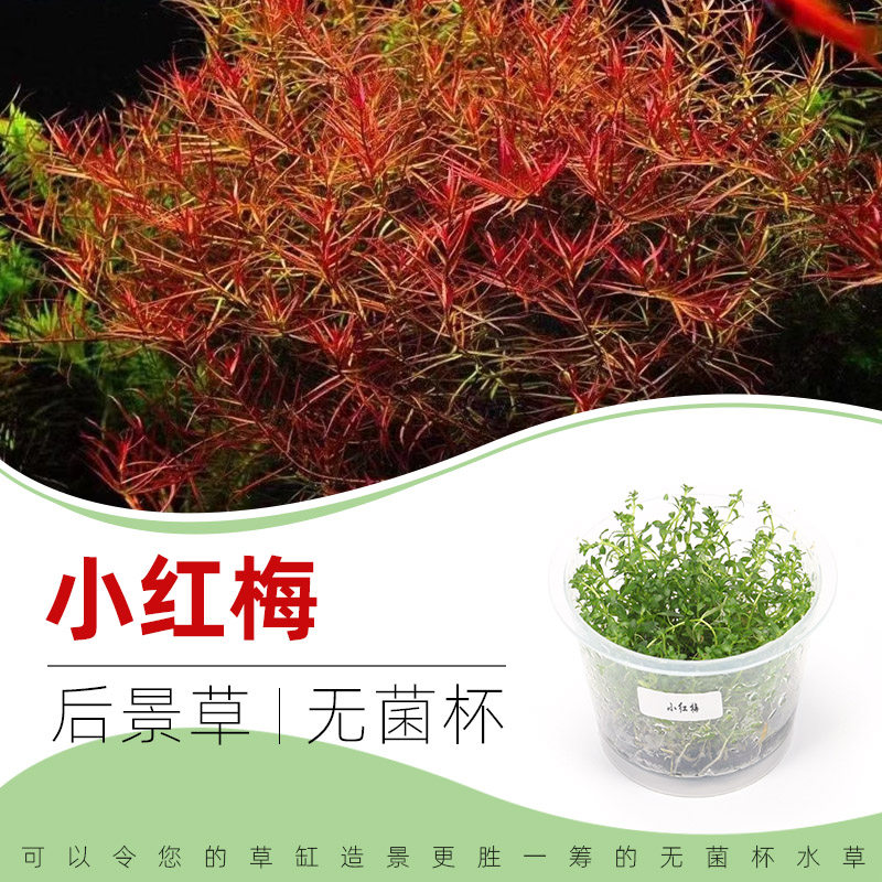 小红梅无菌杯后景草鱼缸草造景水草荷兰景无藻无螺简单易养