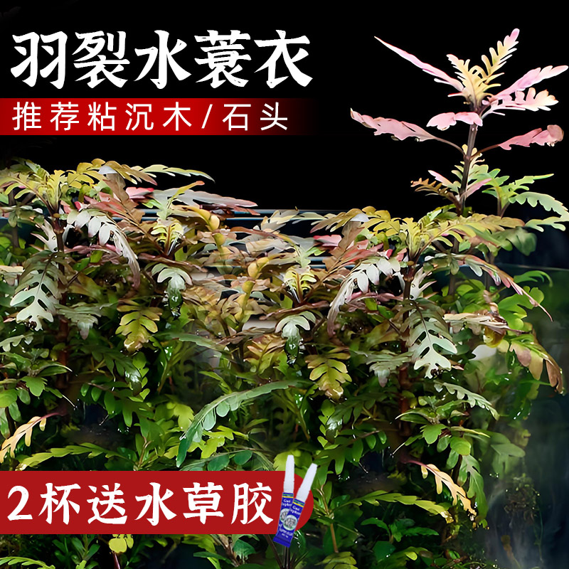 羽裂水蓑衣1杯【买2杯送胶水】
