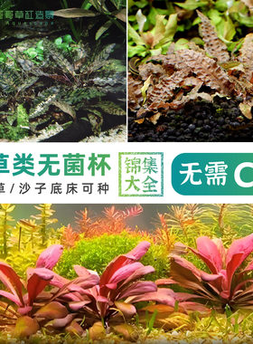 无菌杯椒草阴性无需co23送1