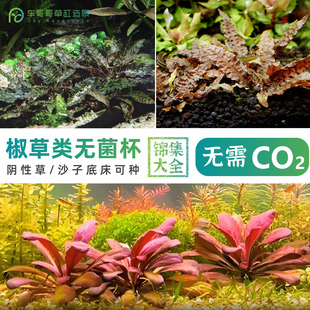 无菌杯水草喷泉椒草迷你小水兰双色椒草小青椒无CO2可养阴性水草