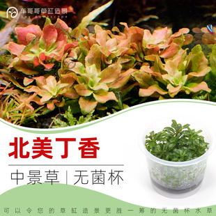 北美丁香无菌杯中后景草红草鱼缸草造景水草荷兰景无藻无螺