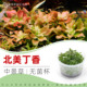 北美丁香无菌杯中后景草红草鱼缸草造景水草荷兰景无藻无螺