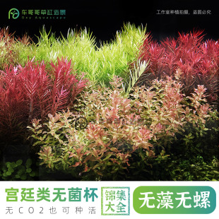 无菌杯水草中后景血红宫廷爬地趴趴熊云端稻穗无CO2可养新手水草