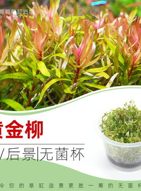 黄金柳无菌杯水草3杯送1杯
