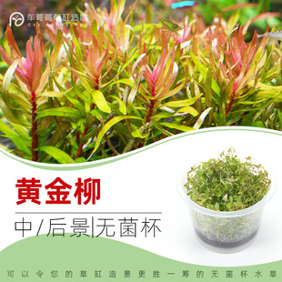 黄金柳无菌杯中后景草鱼缸草造景水草荷兰景无藻无螺