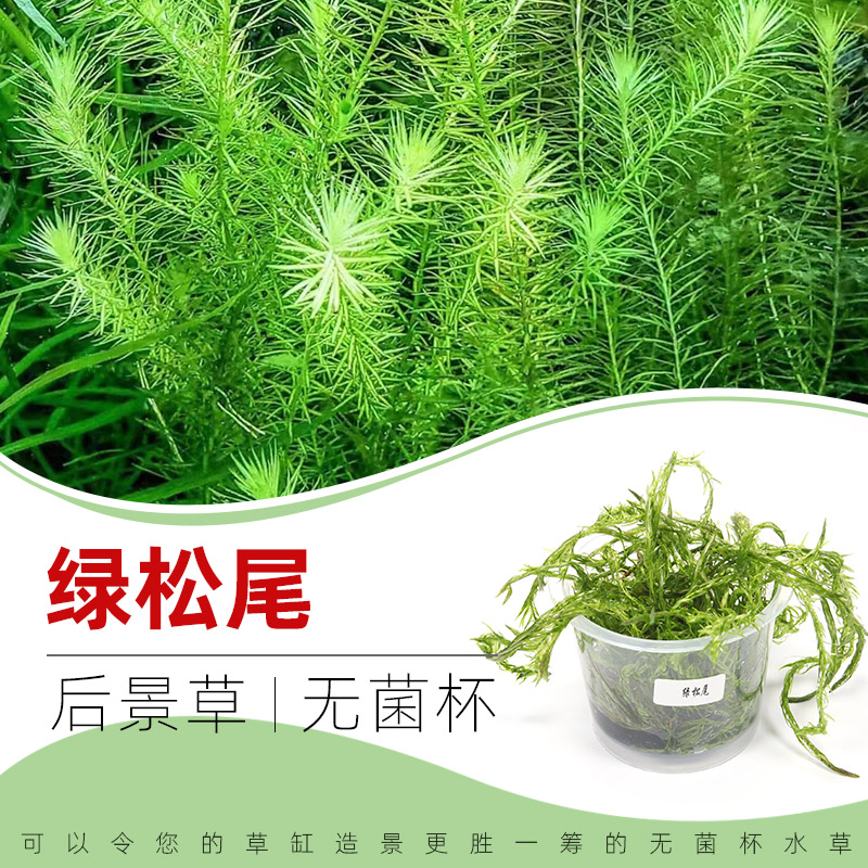 绿松尾无菌杯后景草鱼缸草造景水草荷兰景无藻无螺简单易养