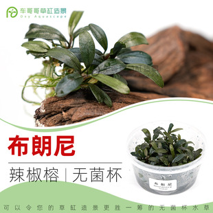 布朗尼辣椒榕无菌杯水榕树鱼缸草造景生命之树水草无藻无螺