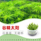 无菌杯水草绿谷古精太阳易养鱼缸造景中后景荷兰景新手水下叶