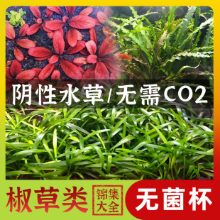 无菌杯水草喷泉椒草迷你小水兰双色椒草小青椒无CO2可养阴性水草