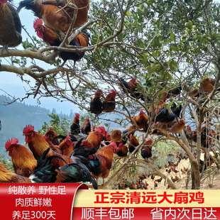 正宗广东清远大扇鸡阉鸡 纯散养300天原种清远鸡新鲜现杀顺丰包邮