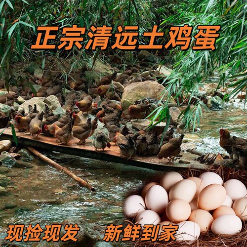 20/40枚正宗农家散养土鸡蛋新鲜初生蛋 现捡现发 35克左右