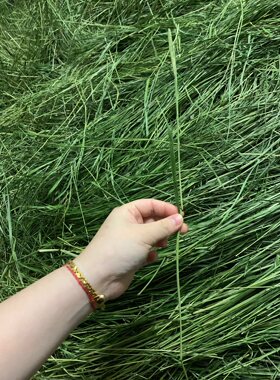 26年头茬烘干提摩西草