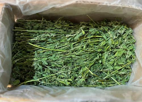 【现货】两箱包邮25年牧草苜蓿草