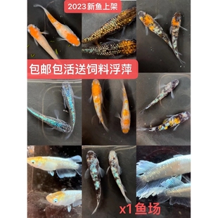 观背青鳉锦鲤锦鳉冷水鱼观赏鱼小型淡水金鱼活体宠物魔法鱼 包邮