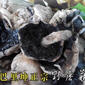 正宗新疆哈密巴里坤天山野生蘑菇鸡腿菇草菇自然干货500g带礼盒