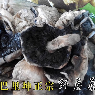 正宗巴里坤天山野生蘑菇礼盒