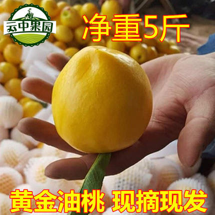 蒙阴黄油桃新鲜黄桃5斤新鲜水果蜜桃脆桃农家应季孕妇水果黄桃子