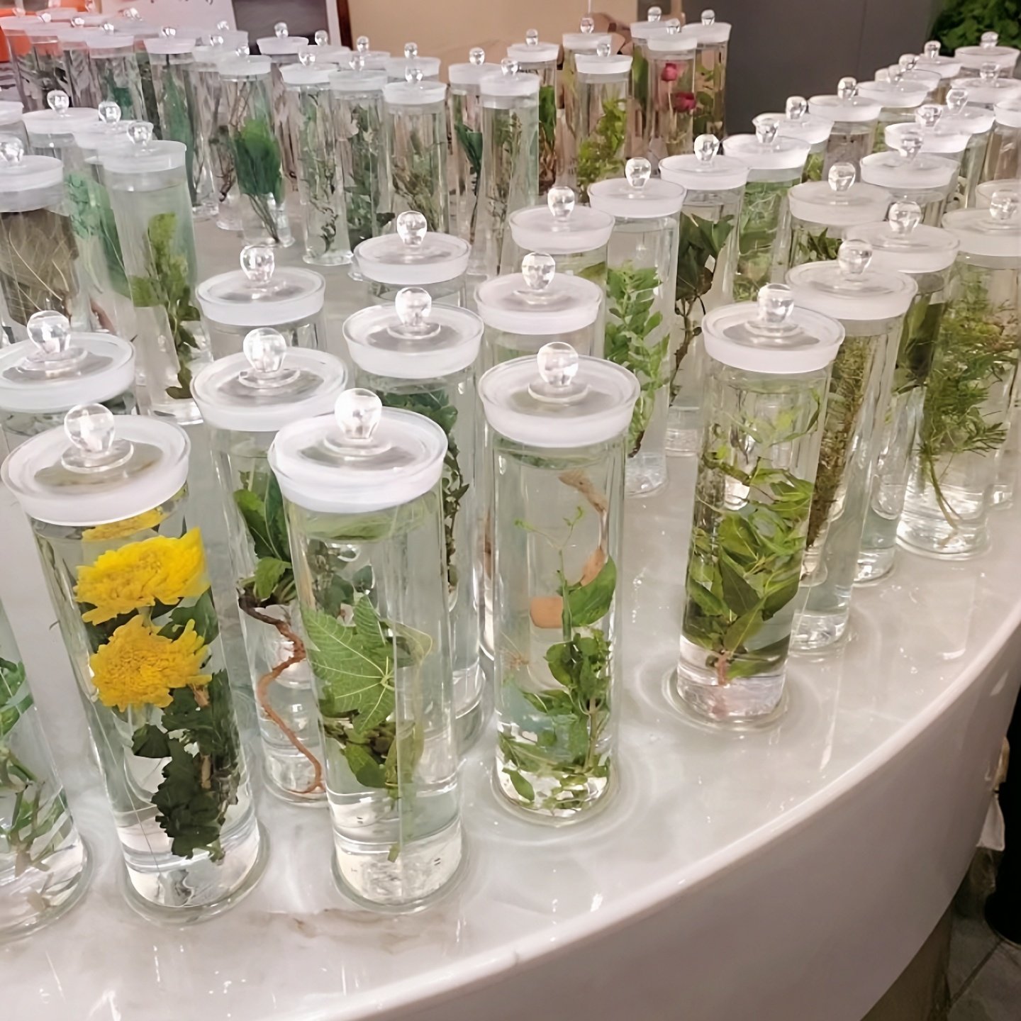 中草药植物标本木质可观察中药植物标本定制保色浸泡水浸玻璃瓶,文具电教/文化用品/商务用品,教学标本/模型,淘宝优惠券,粉丝福利购,淘宝优惠卷