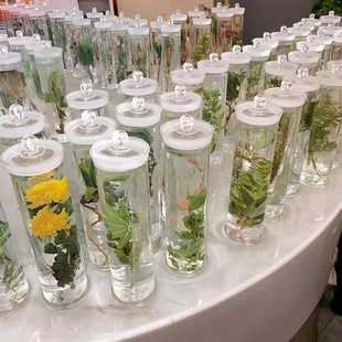 中草药植物标本木质可观察中药植物标本定制保色浸泡水浸玻璃瓶