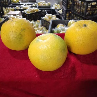 浙江衢州常山胡柚10斤装 自家采摘孕妇水果高山老树甜果非西柚 当季