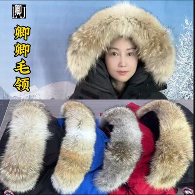 订做大鹅羽绒服郊狼毛领卿卿