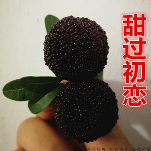 仙居杨梅黑炭荸荠正宗顺丰江浙沪包邮蚊帐不打药无添加天生天养鲜