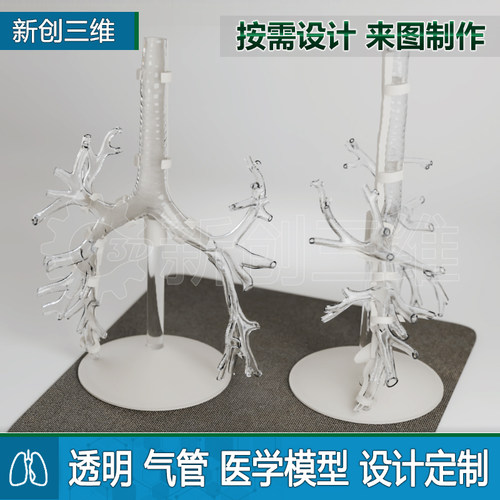 定制透明支气管肺部呼吸系统模型