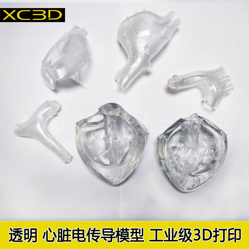 通用心脏左心房模型射频消融模型左心房模型左心耳封堵术1:1心脏