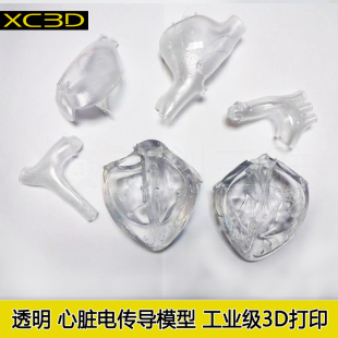通用心脏左心房模型射频消融模型左心房模型左心耳封堵术1:1心脏