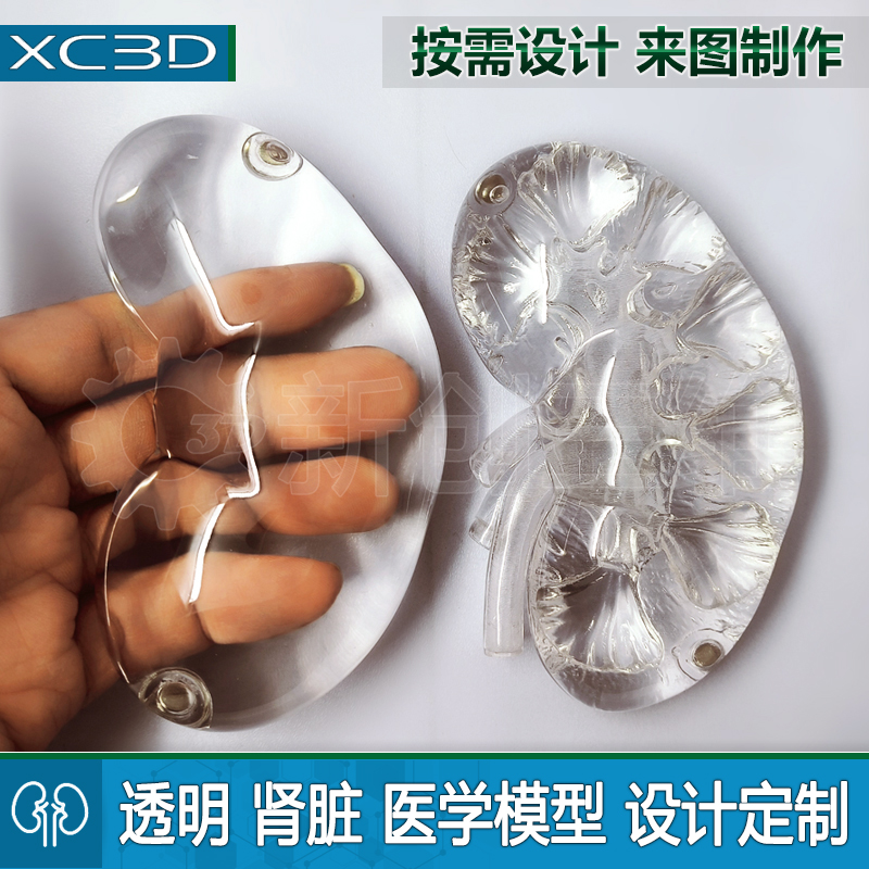 透明肾脏模型胃部训练模拟定制医疗心脏医学教学教具大脑脑部肺部