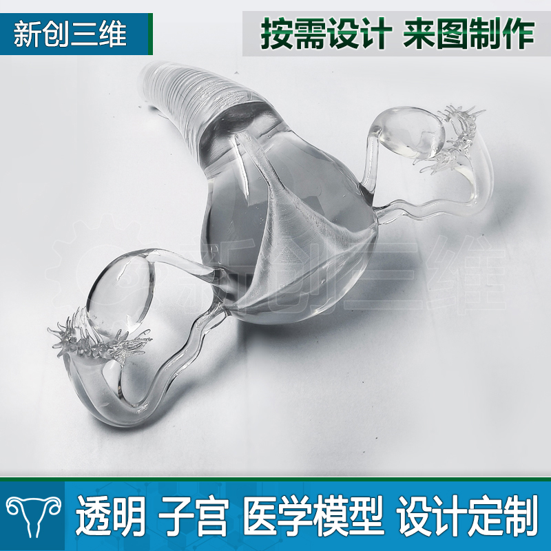 腹部透明定制医疗子宫卵巢
