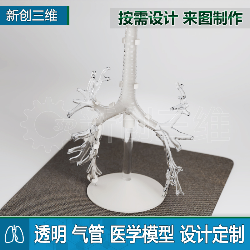 医学定制透明肺部支气管模型