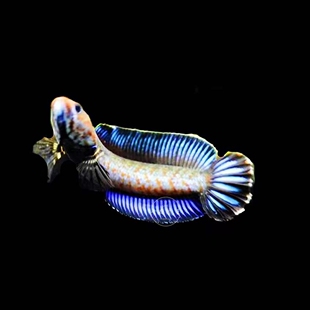 蓝宝石奶茶七彩雷龙阿萨姆雷龙鱼幻蓝幼苗子淡水观赏鱼活体中小型