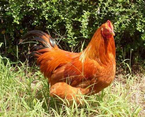 土阉鸡土鸡农家土鸡活鸡白切鸡新鲜鸡 一年阉鸡,一斤26元