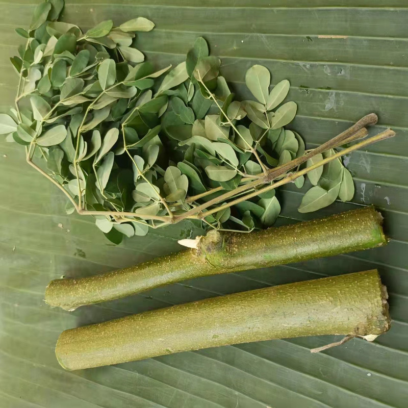 新鲜现砍辣木树枝印度辣木茎