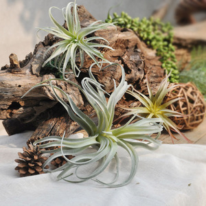 高档仿真空气凤梨假多肉植物精致绿植墙装饰橱窗布景桌面摆设