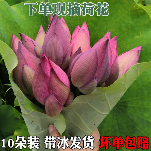 现摘新鲜荷花莲花花苞酒店料理店摆盘装饰真花非仿真莲花插花婚礼