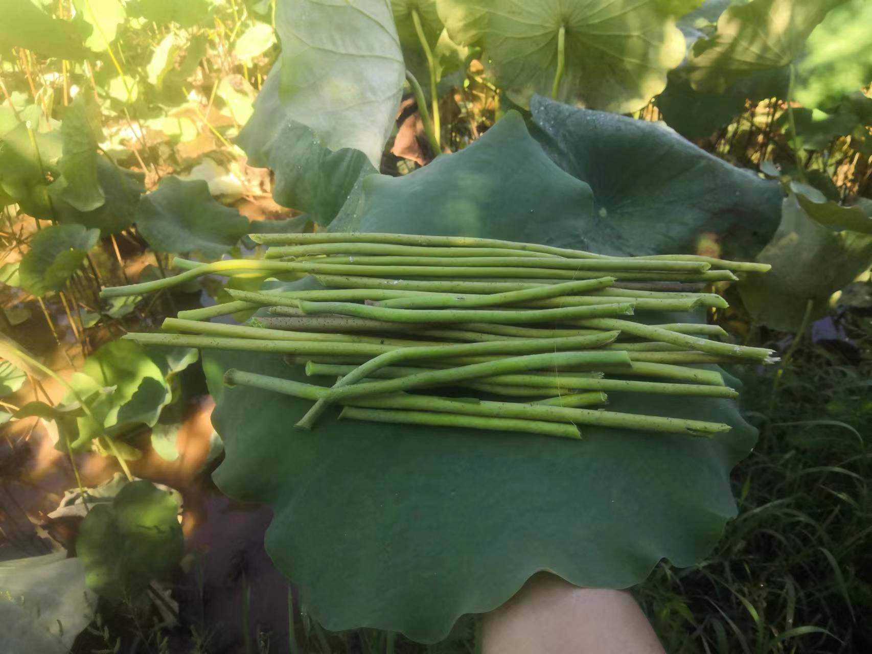 现摘新鲜莲杆莲叶梗荷叶杆荷花梗可抽丝藕丝印泥原料1斤装包邮