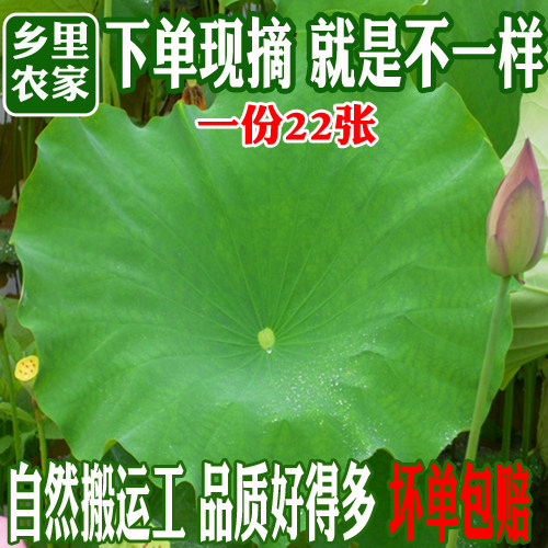精选新鲜整张荷叶酒店料理摆盘