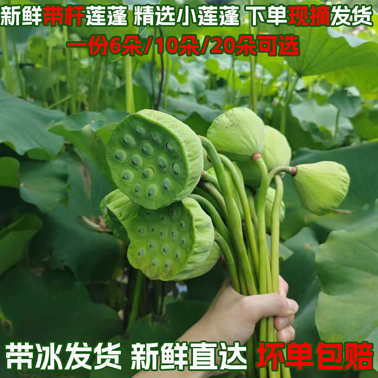 现摘新鲜带杆莲蓬小莲蓬装饰插花带硬鲜莲蓬莲叶酒店餐饮盘20朵装