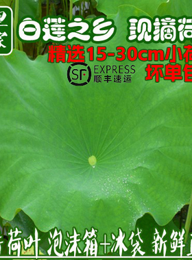 现摘新鲜荷叶整张小荷叶装盘餐饮料理装饰莲叶荷叶饭荷叶鸡鲜莲叶